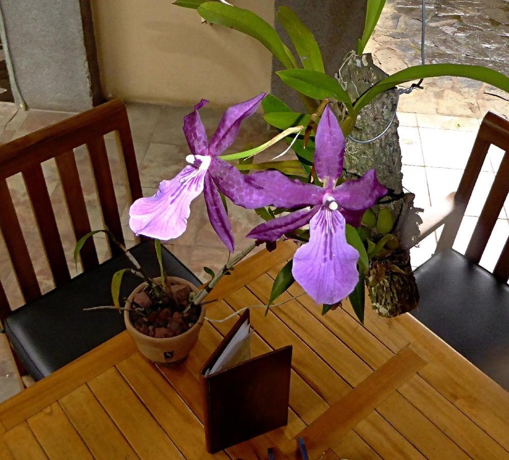 Pura Vida Hotel Alajuela Eksteriør billede