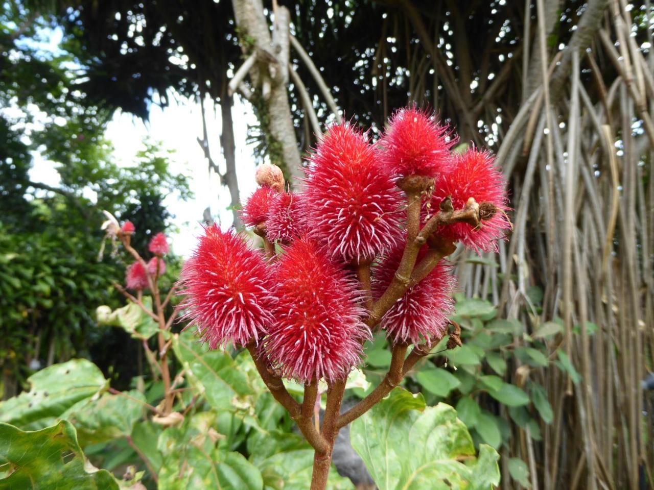 Pura Vida Hotel Alajuela Eksteriør billede
